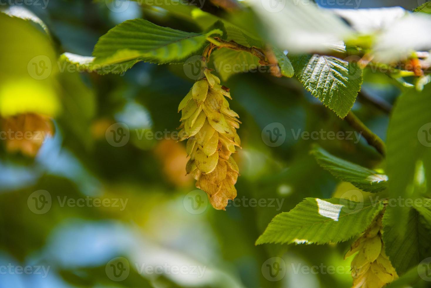 Hornbeam in summer with green leaves photo