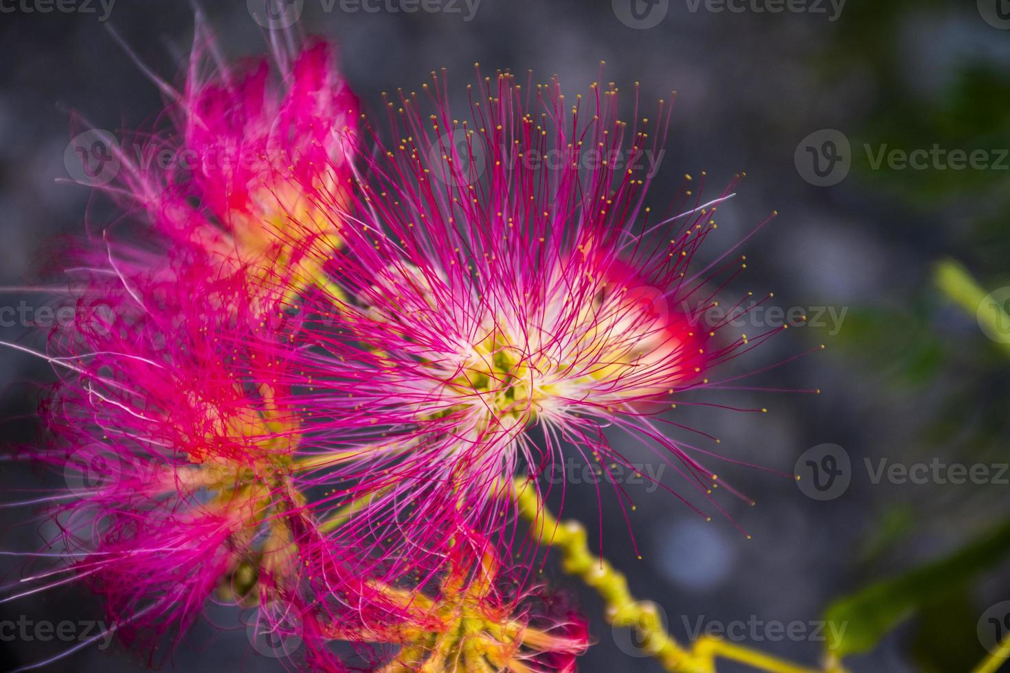 Cerca de una rosa siris o albizia julibrissin flor foto