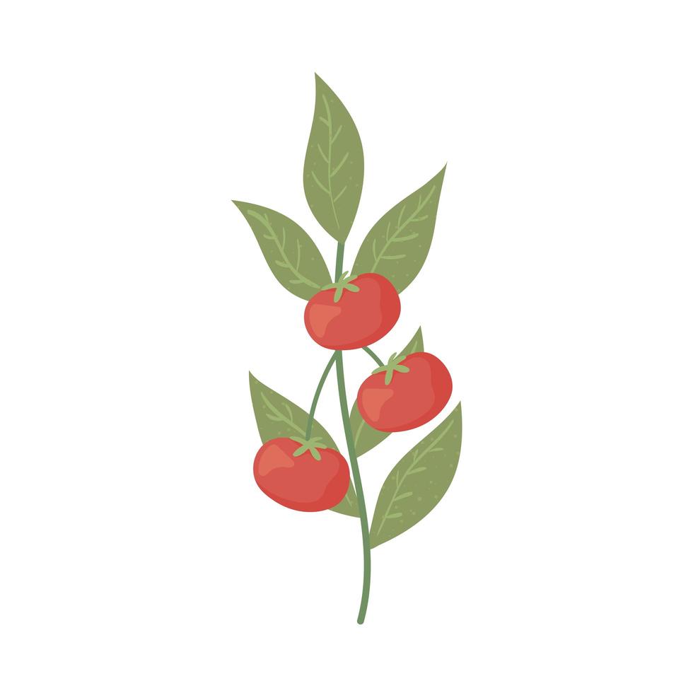 tomatoes plant agriculture vector