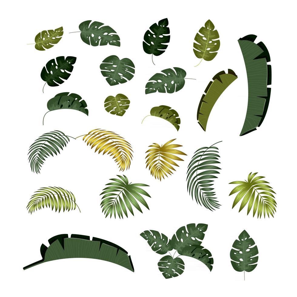 Palm leaf Tropical leaves with isolated white background vector