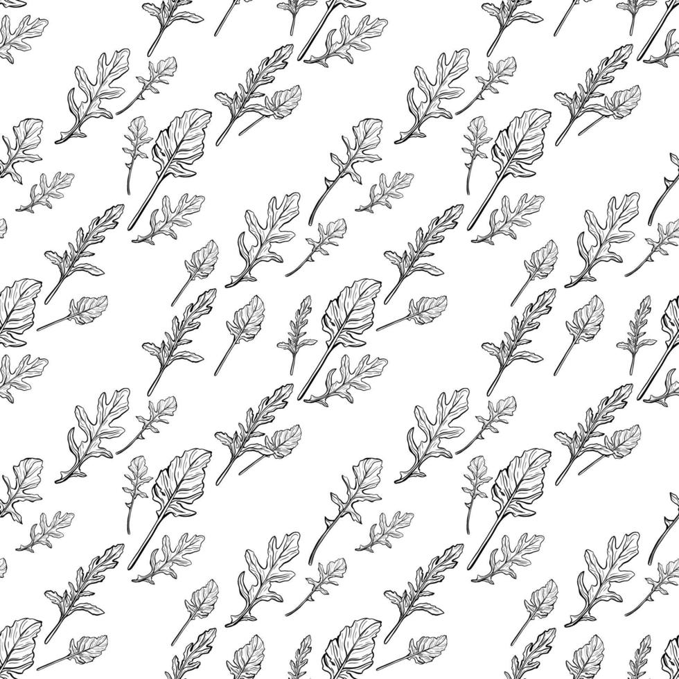 Arugula seamless pattern. Arugula leaves on a white background. Spicy and aromatic Italian seasoning. Hand-drawn vector illustration