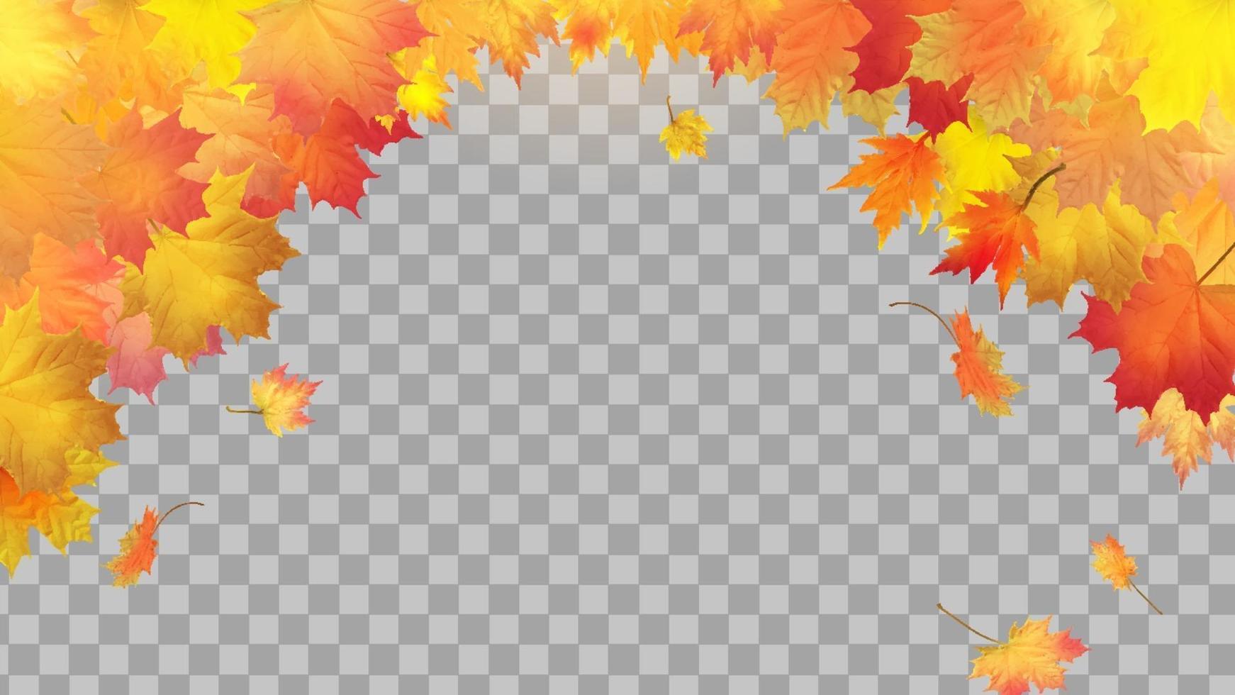 Falling autumn maple leaves on transparent background vector