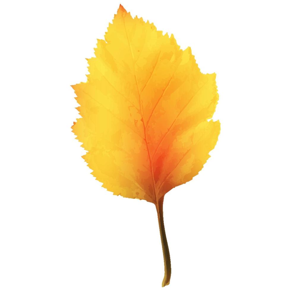 Realistic Alder Tree Leaf in Changing Fall Colors vector