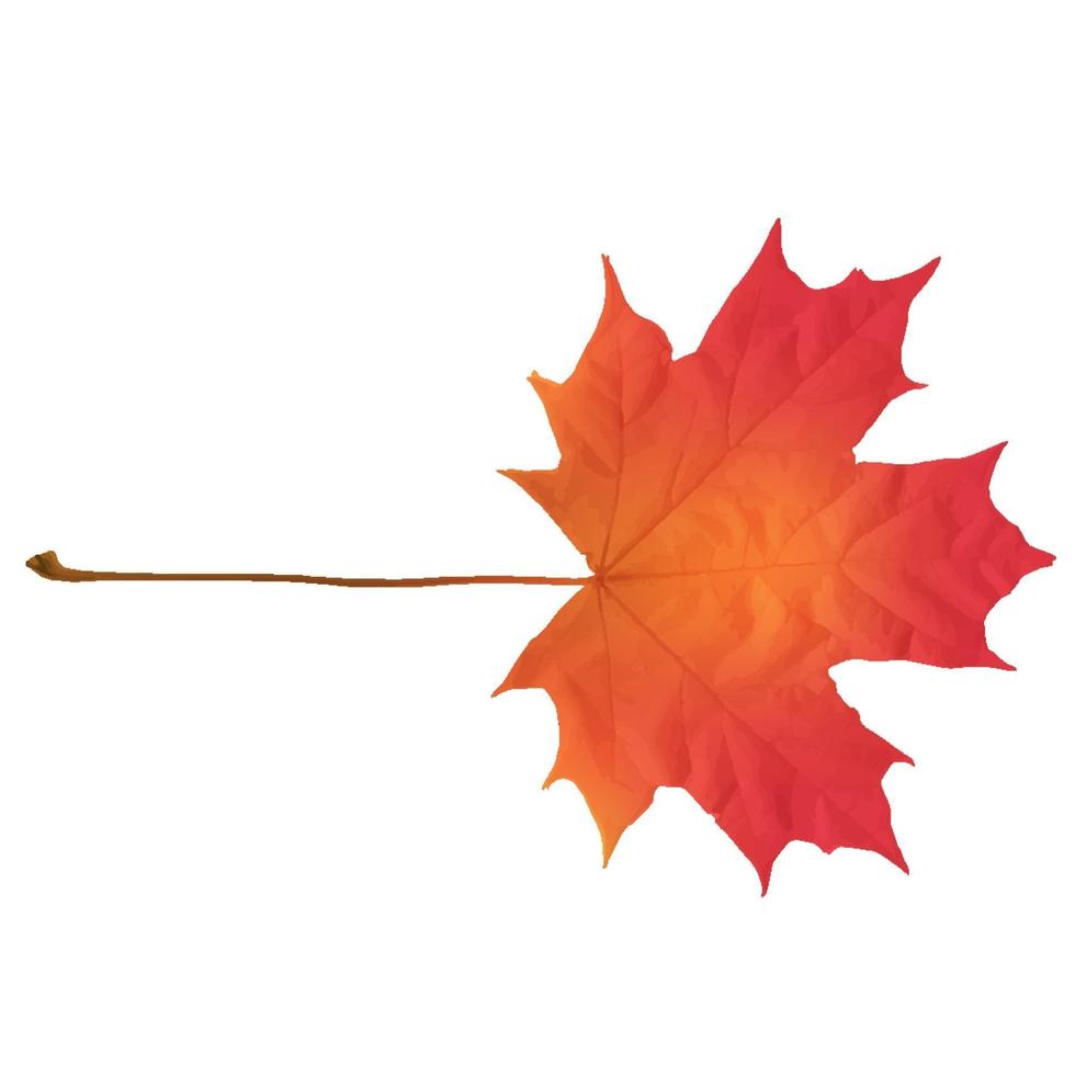 Realistic red maple leaf isolated on white background vector