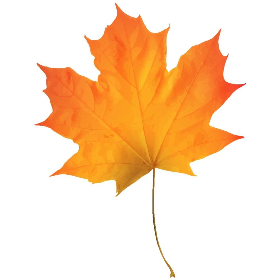 Realistic maple leaf isolated on white background vector