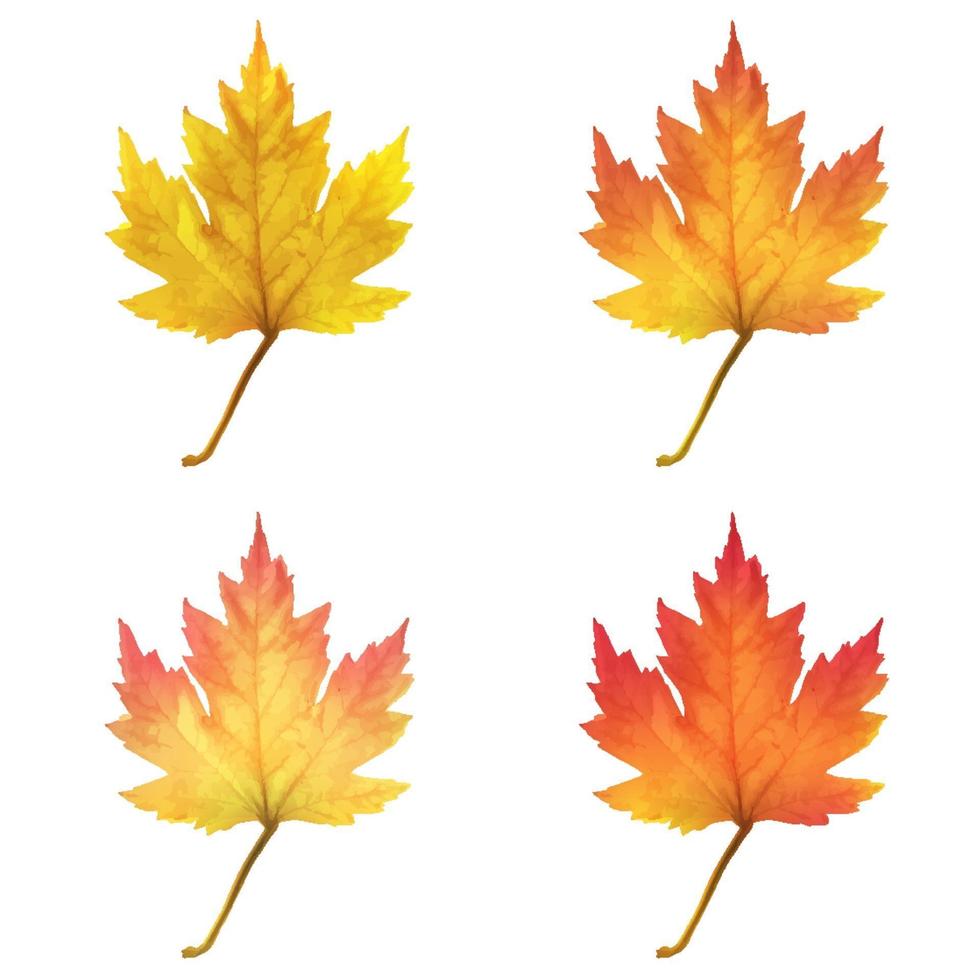 Realistic maple leaves isolated on white background vector