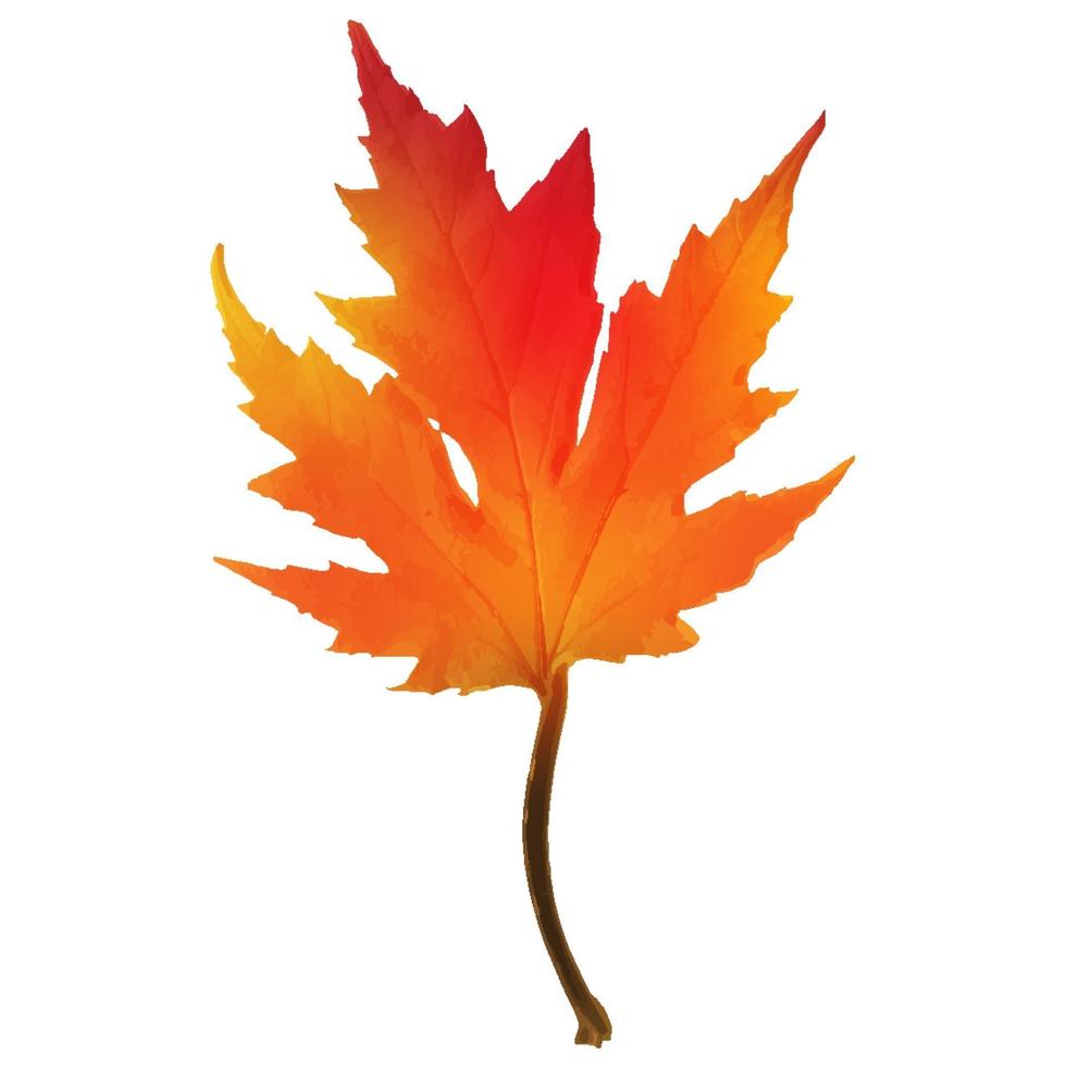 Realistic red maple leaf isolated on white background vector