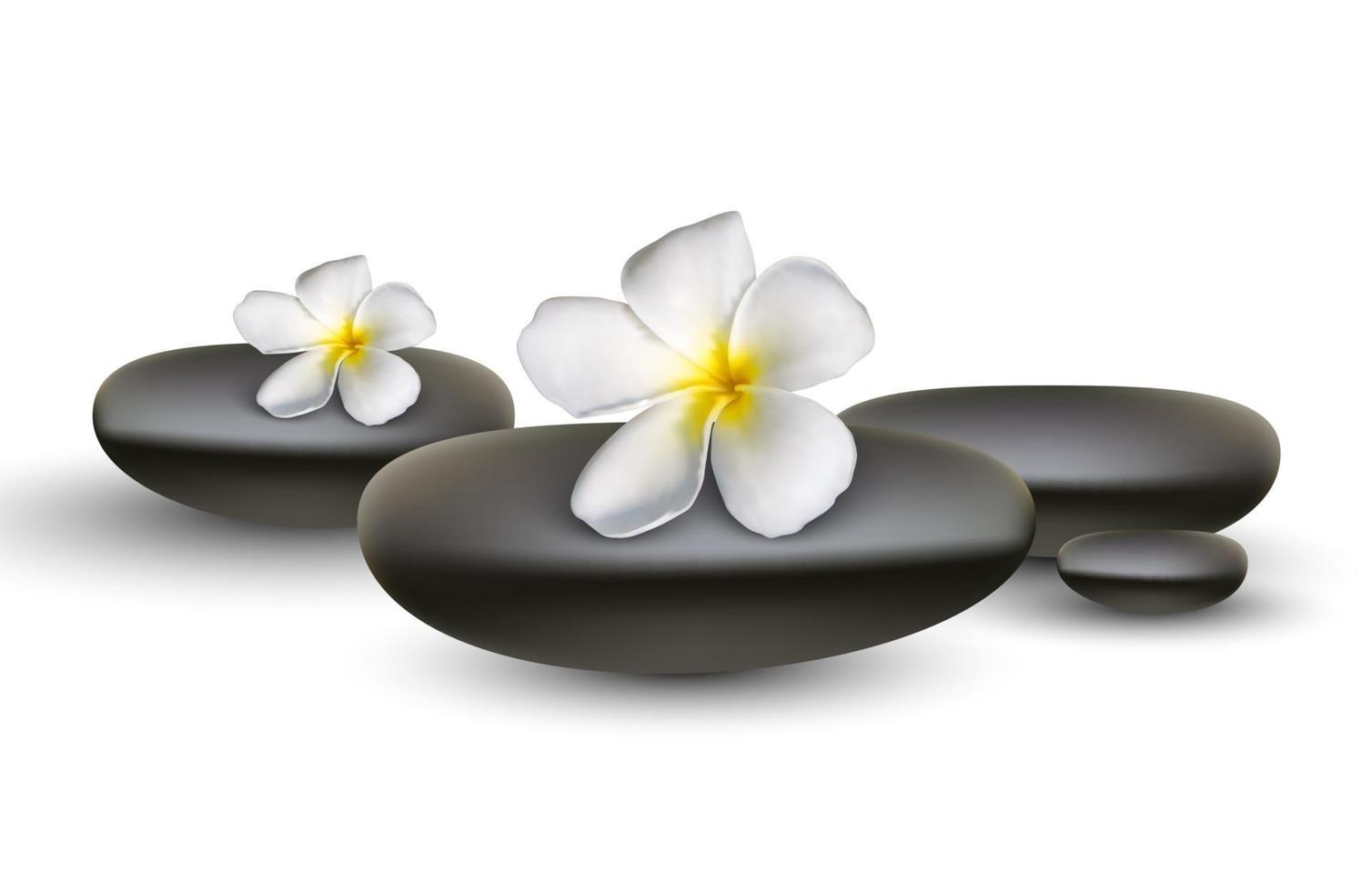 Frangipani with spa stone on white background vector illustration