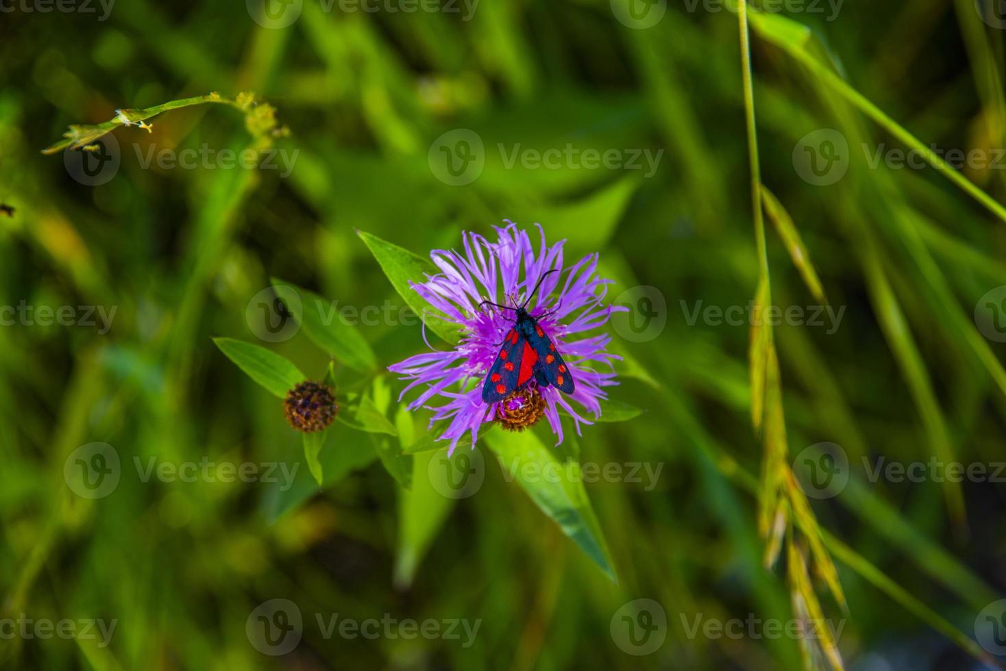 serratula tinctoria en verano con mariposa foto