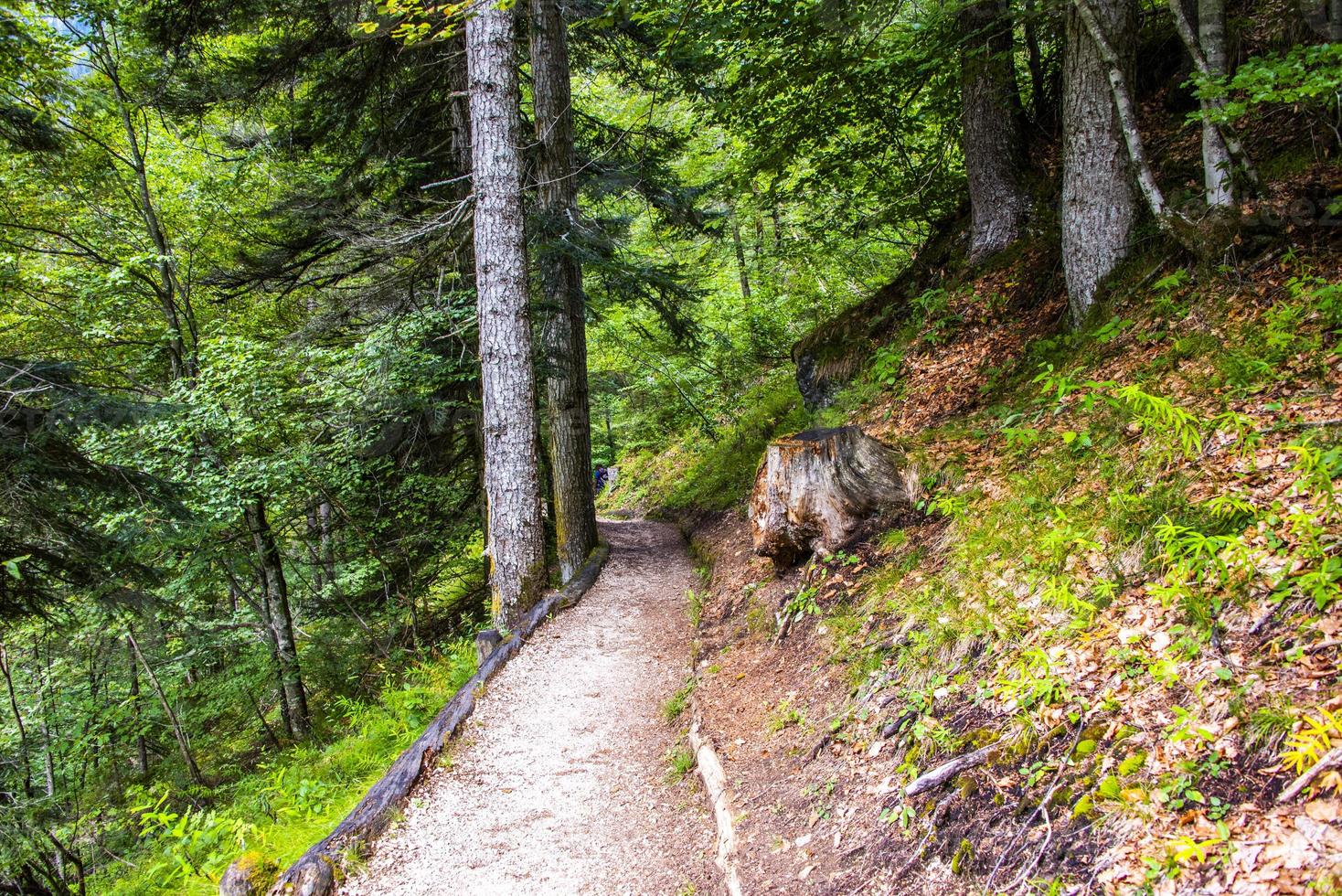 camino en el bosque foto