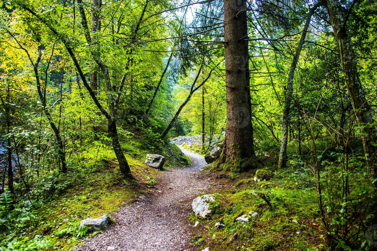 camino en el bosque foto