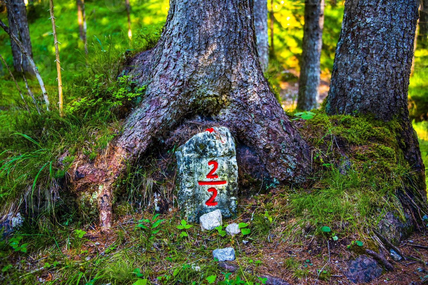 Stone with two slash two written in the roots of a pine tree photo