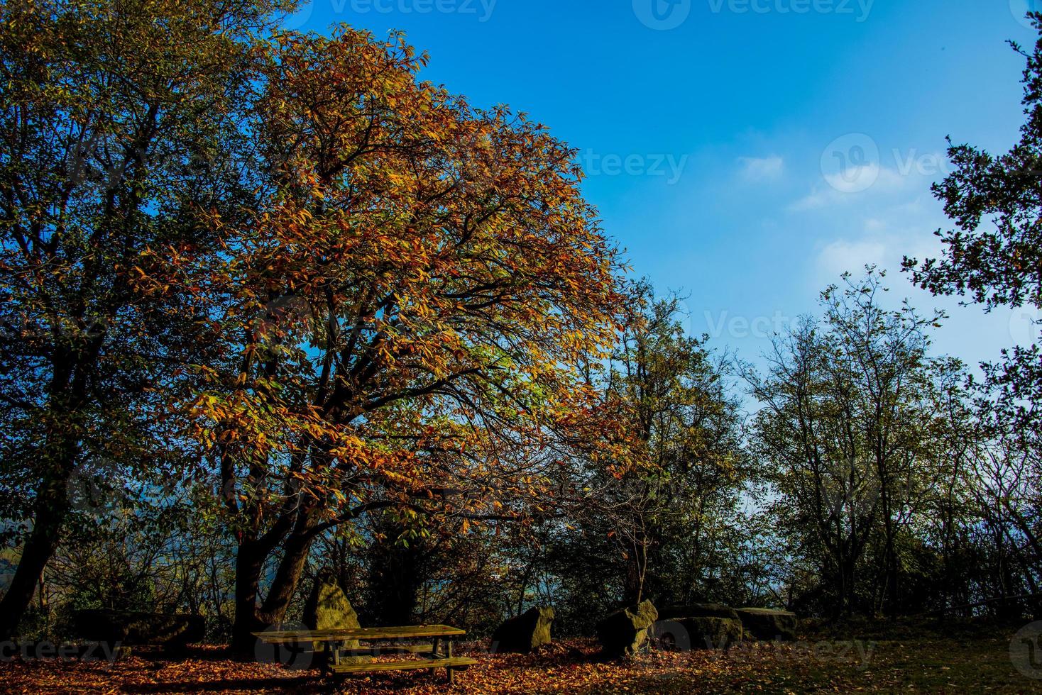 Small picnic park under trees photo