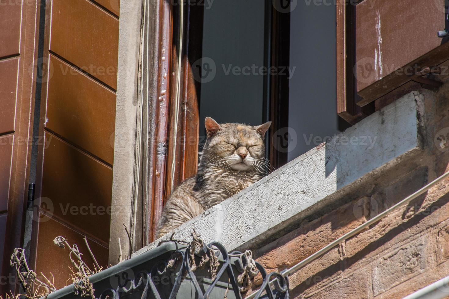 gato descansa bajo el sol foto