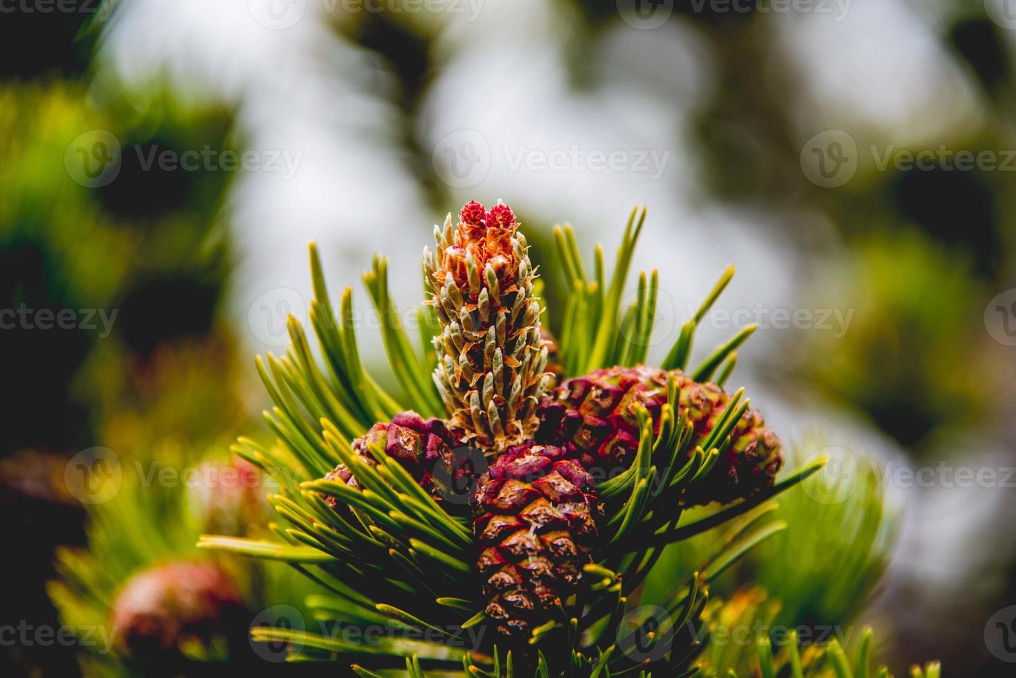 Wild mountain pine cone photo