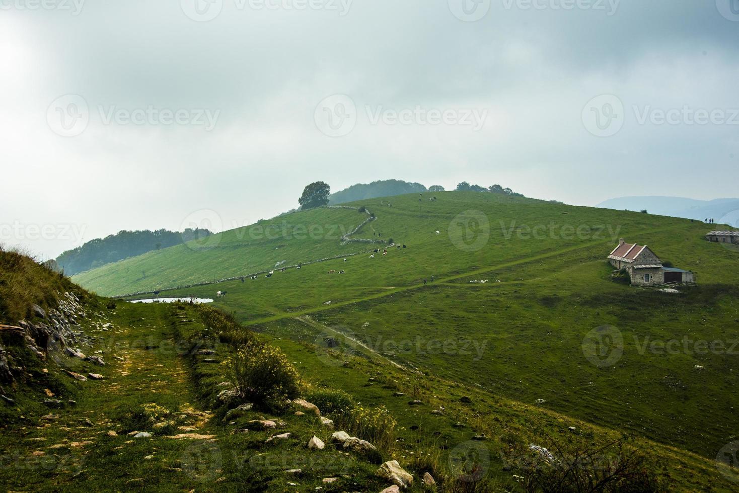 Alpine pastures with cows photo