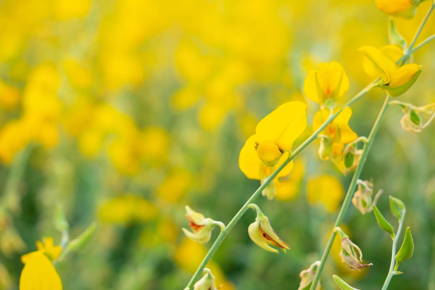 Sunhemp flower with garden flowers and flowers photo