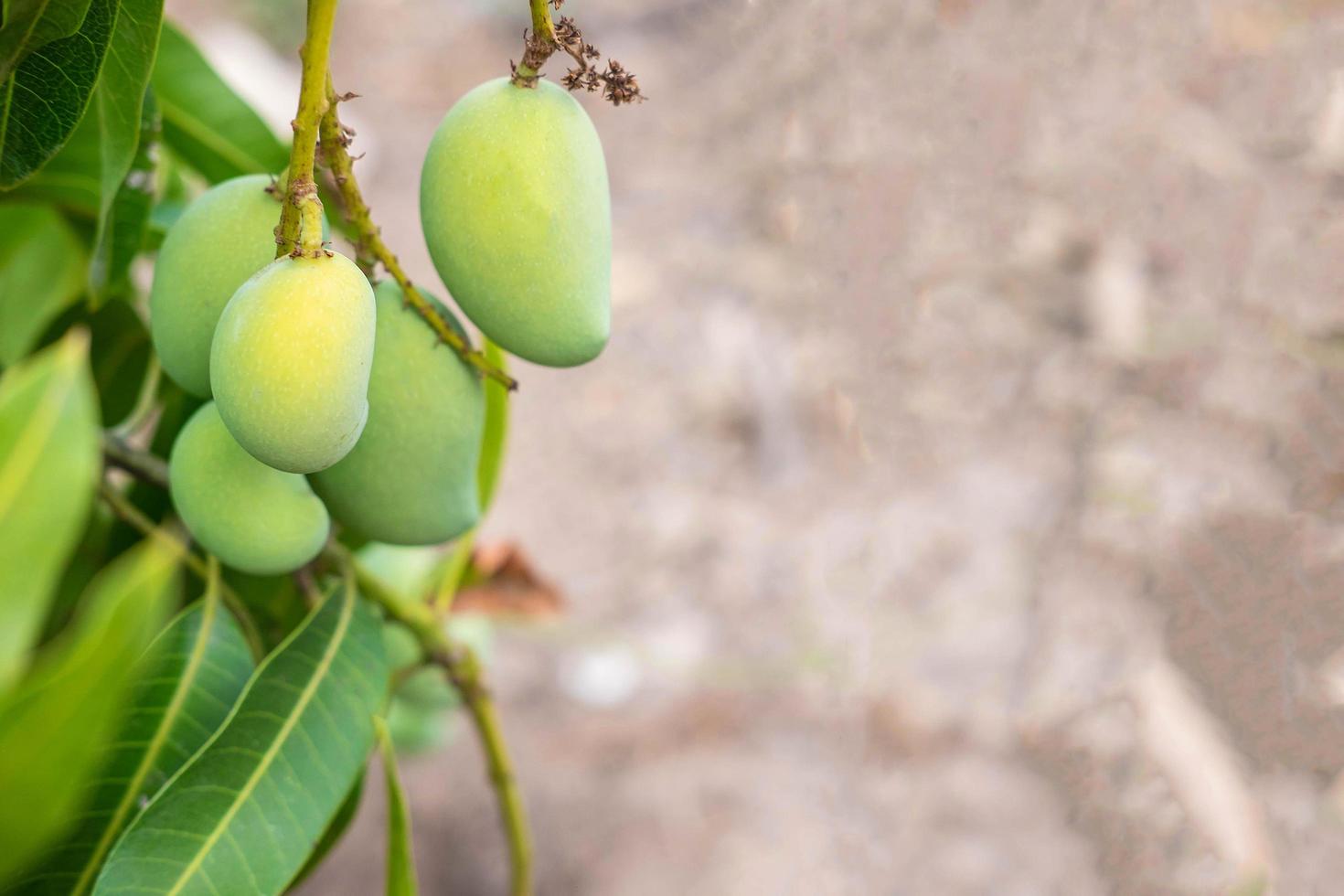 fruta fresca de mango del árbol de mango foto