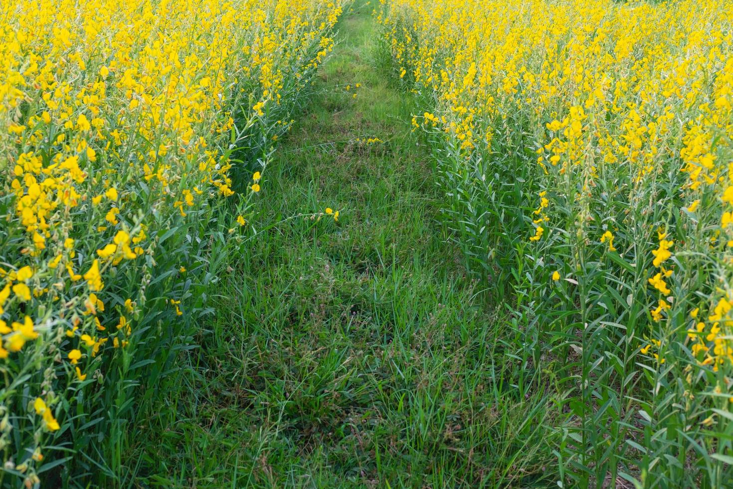 Sunhemp flower with garden flowers and flowers photo