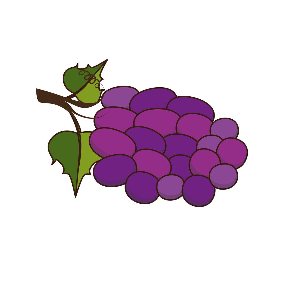 bunch of grapes icon vector