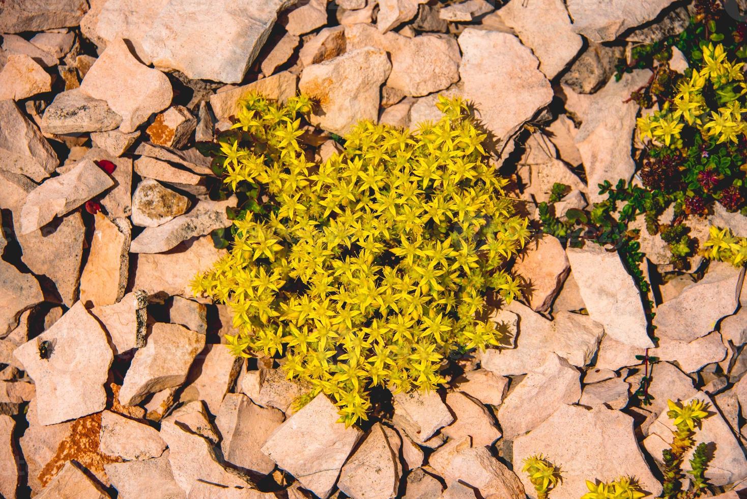 Sedum Rupestre on Monte Altissimo di Nago in Trento, Italy photo