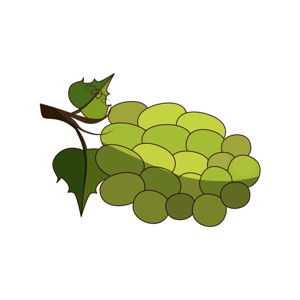 Delicious grapes fruit vector