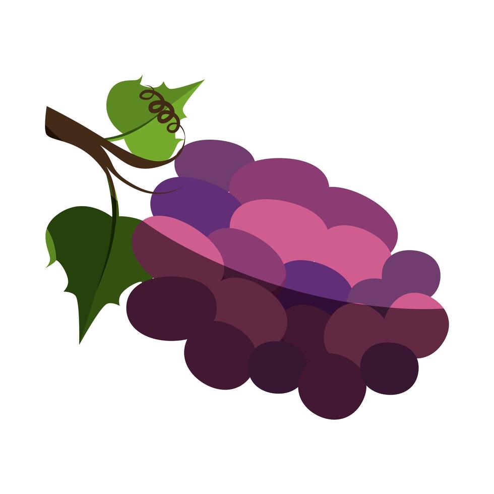 Delicious grapes fruit vector