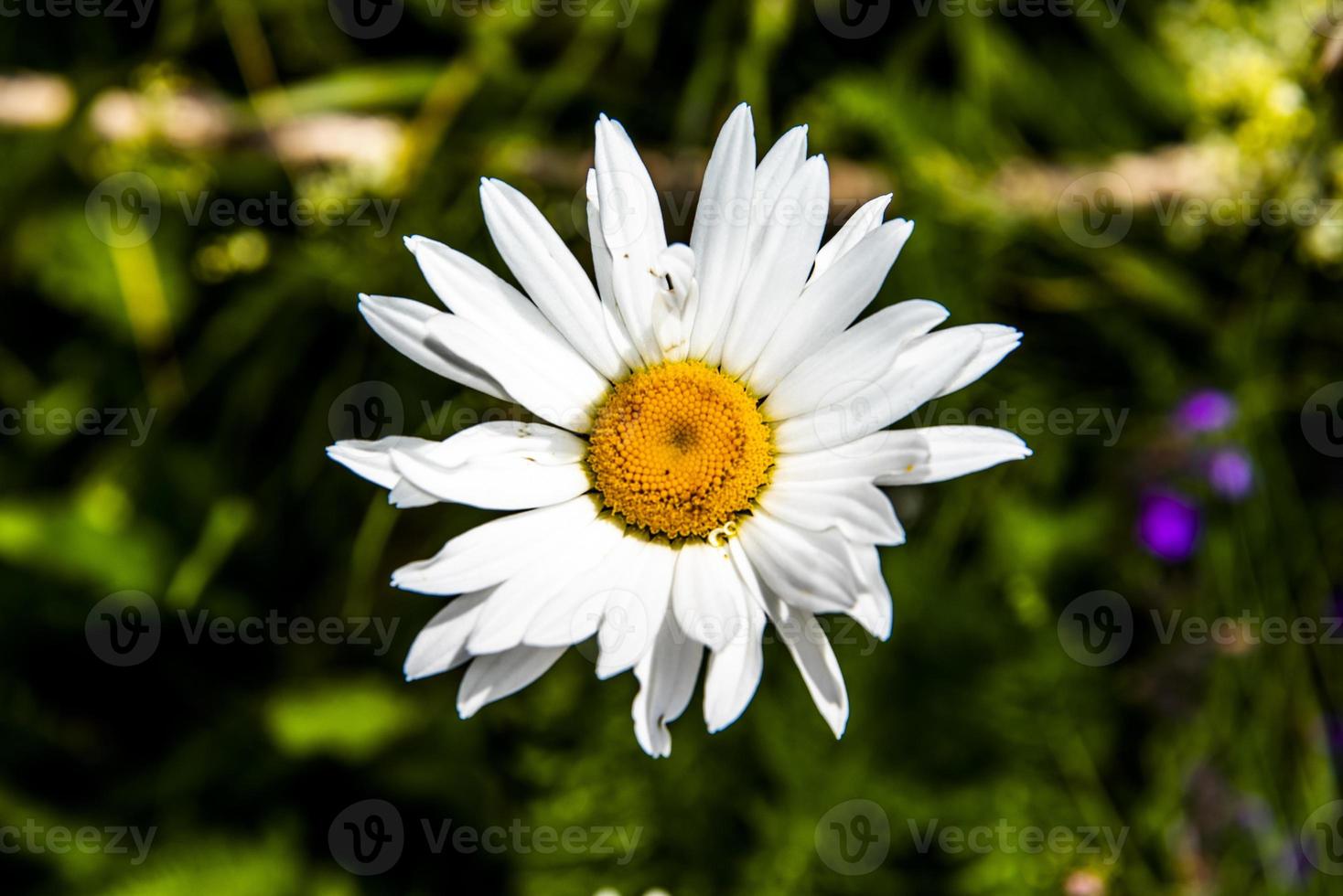 Leucanthemum vulgare en el monte altissimo di nago en Trento, Italia foto