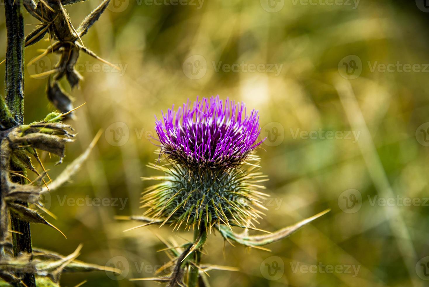 Close up of thistle in autumn photo