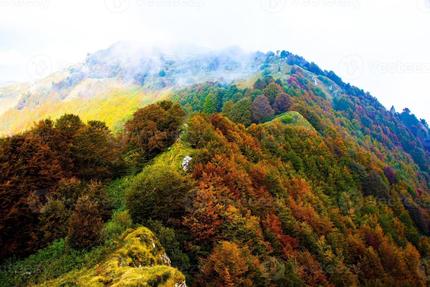 bosque en otoño foto