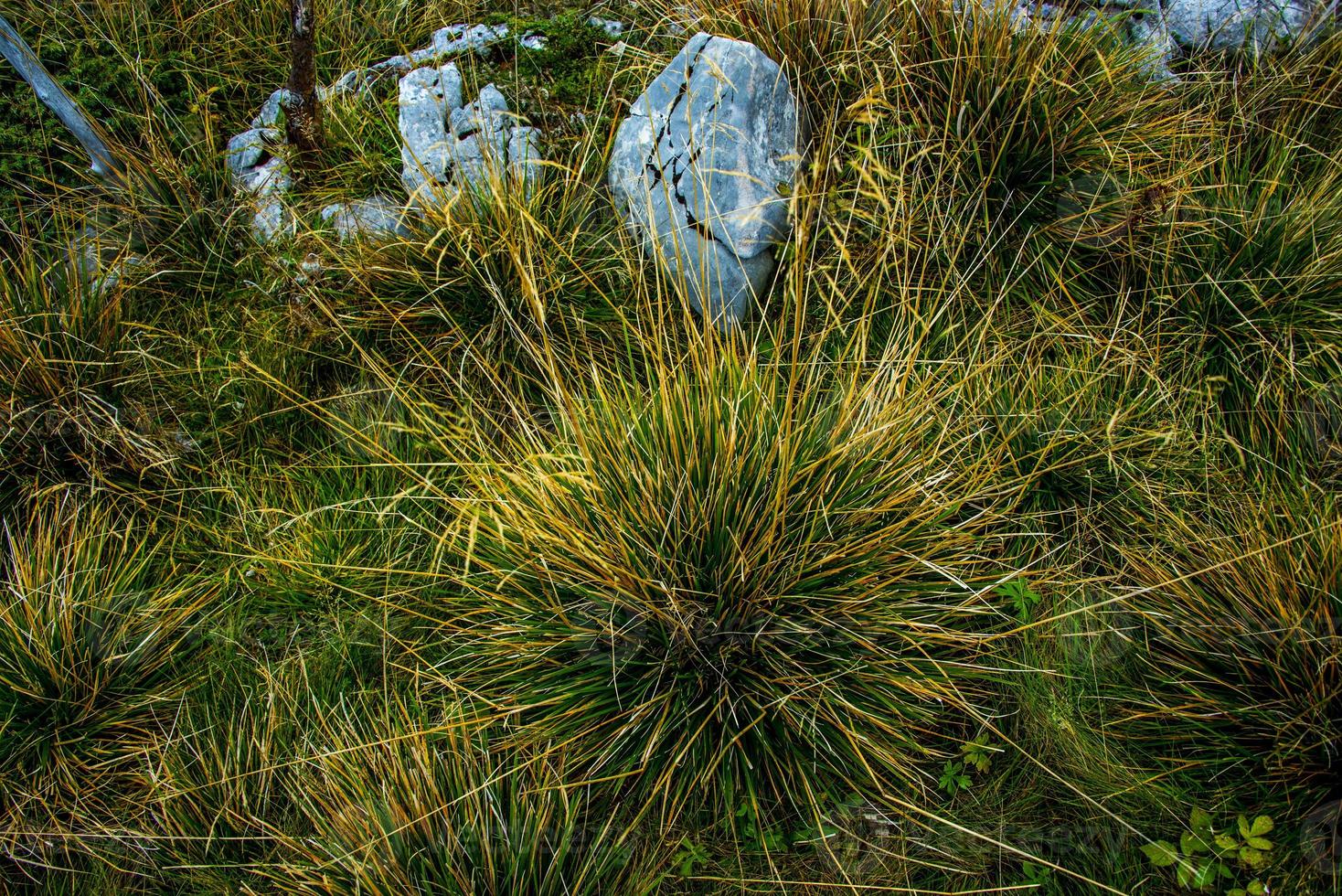 hierba de otoño verde y amarillo con roca foto