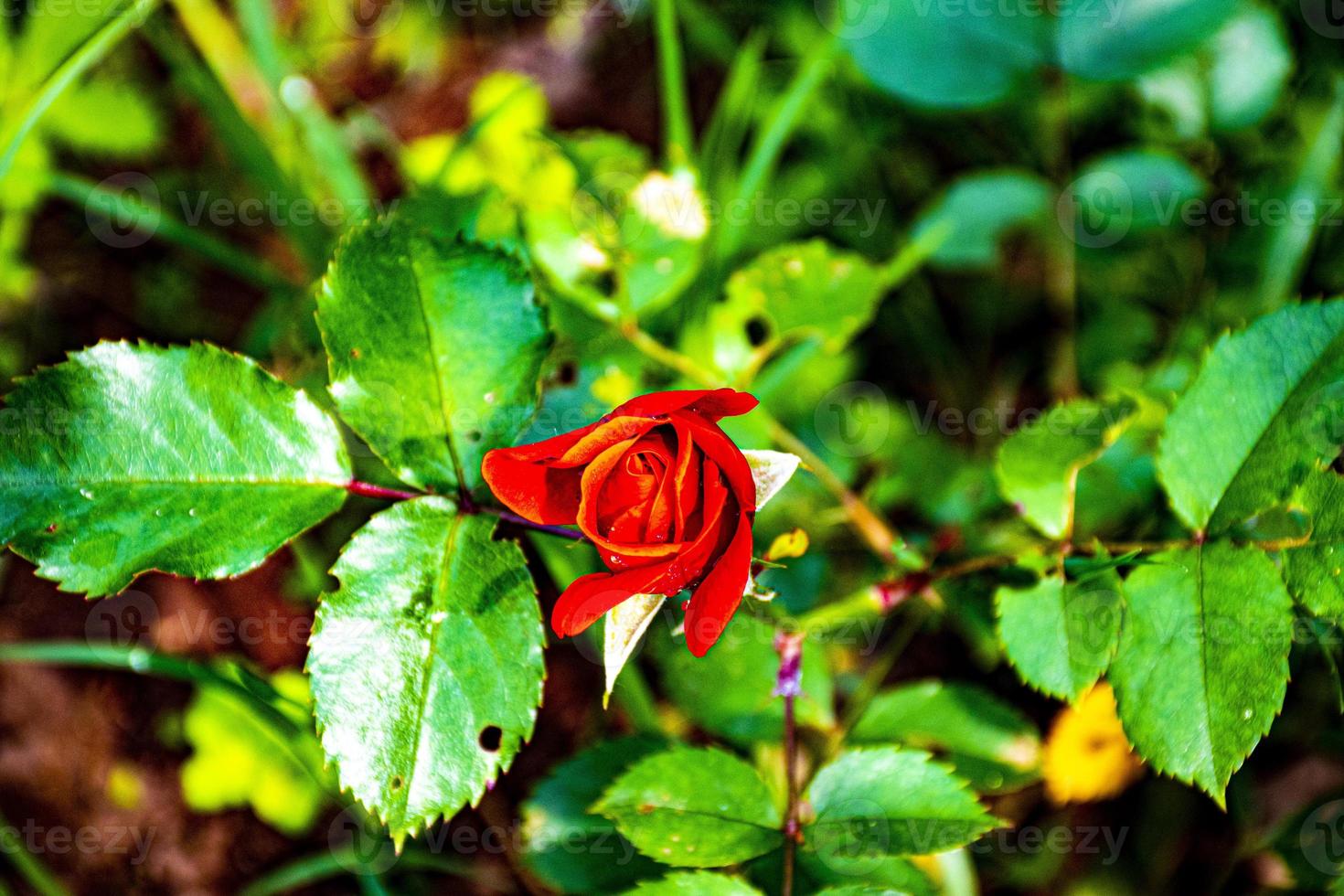 capullo de rosa roja foto