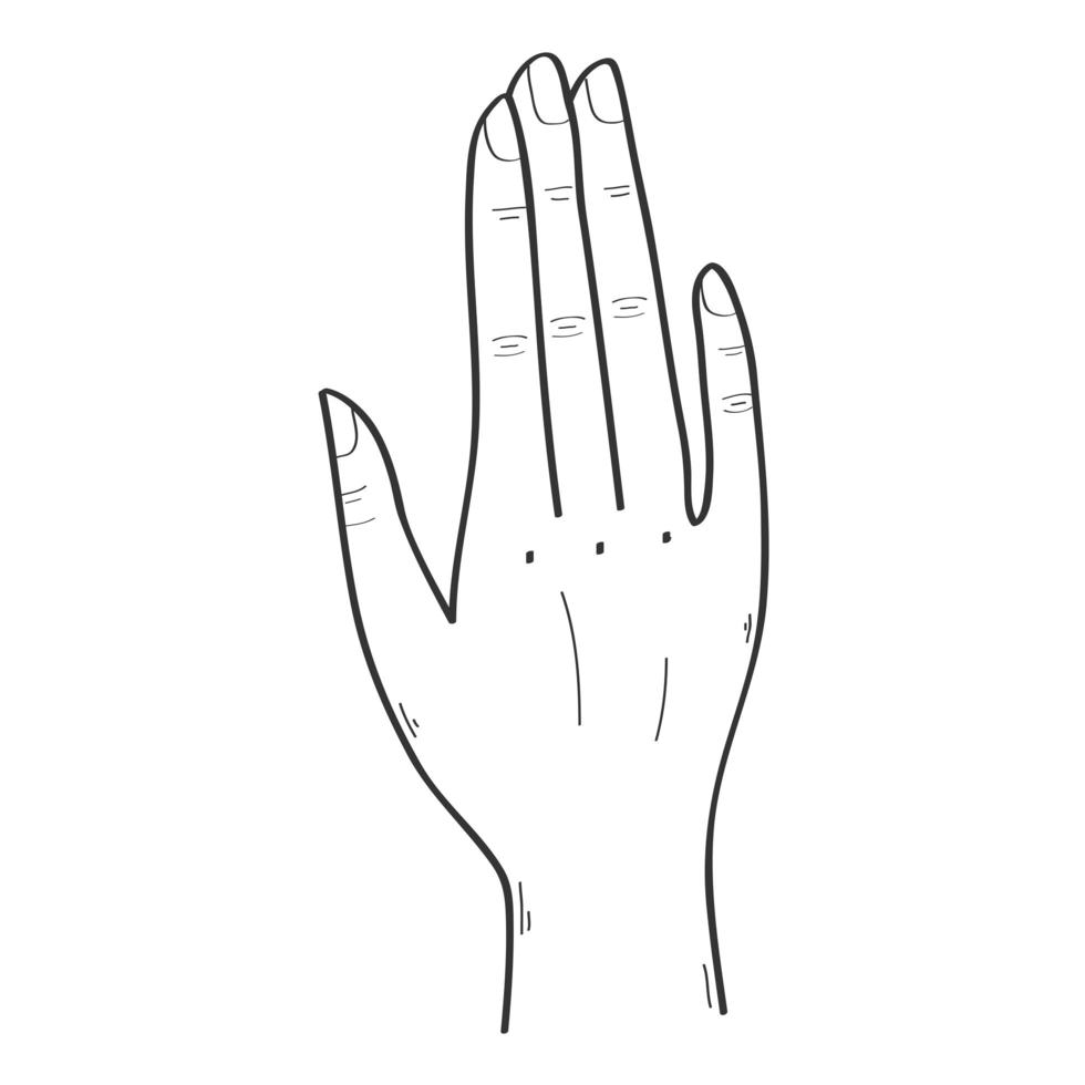 hand stop expression vector