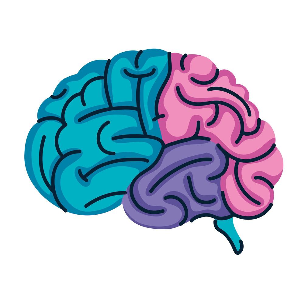 brain organ colors vector