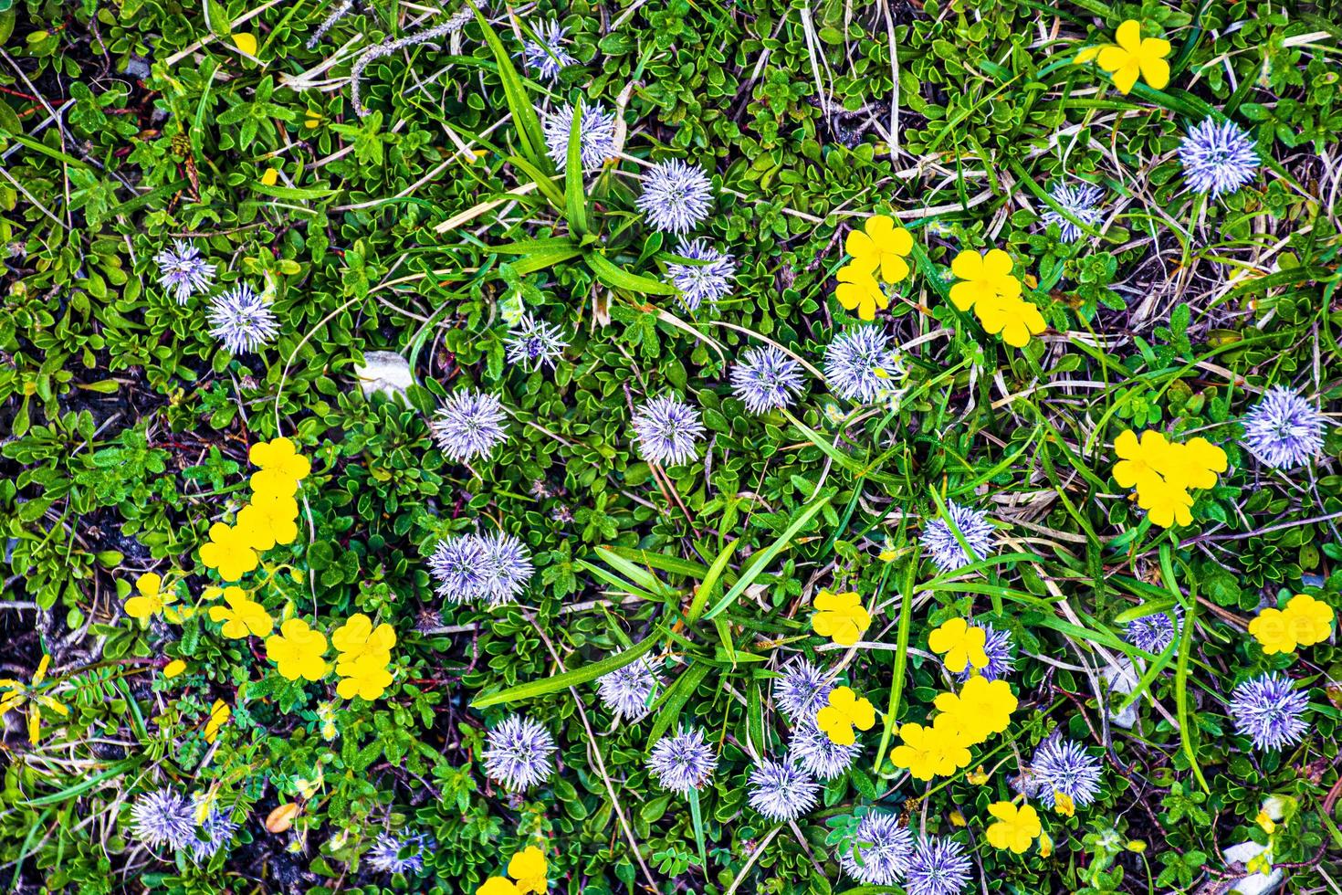 flores en la hierba foto