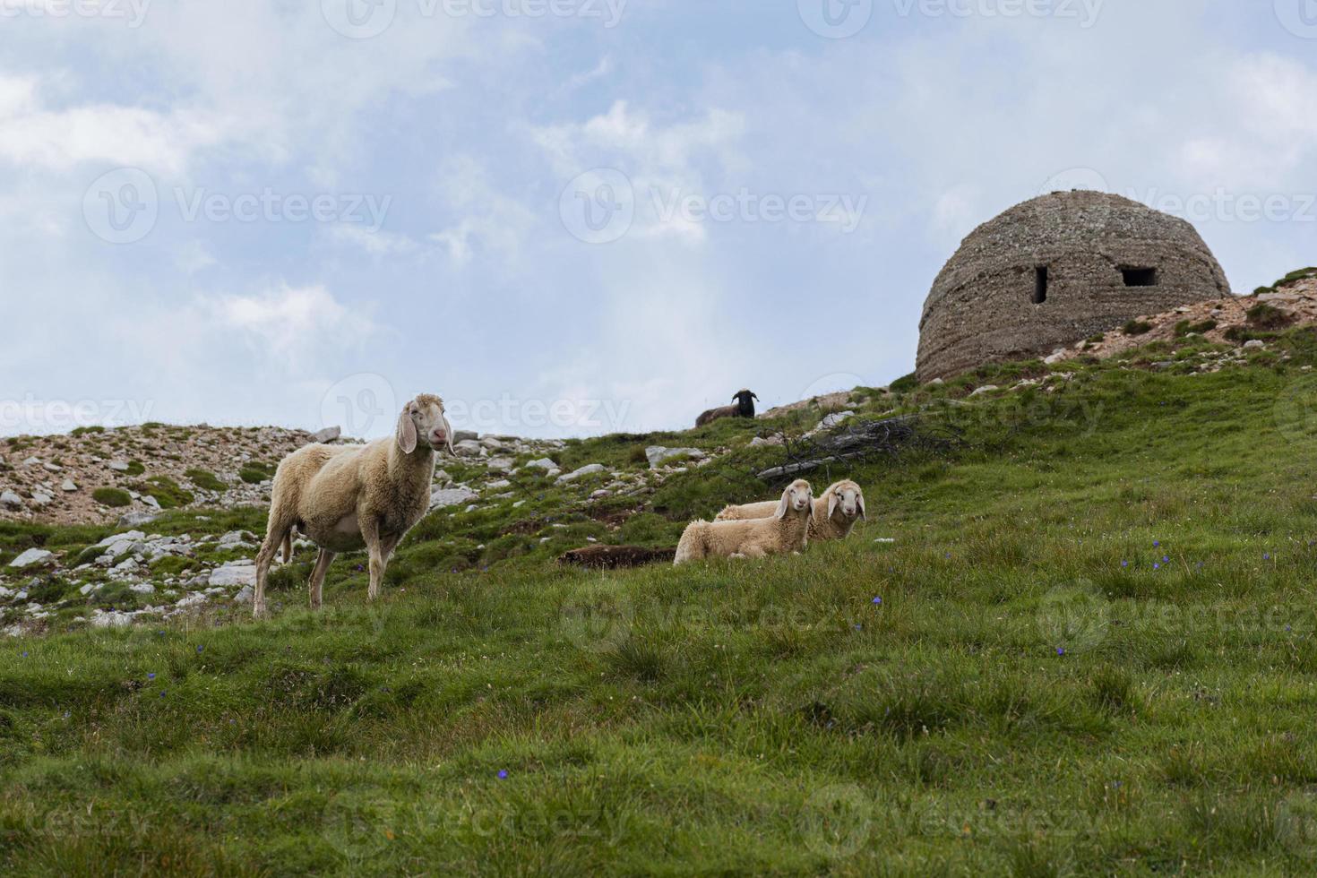 ovejas en los dolomitas foto