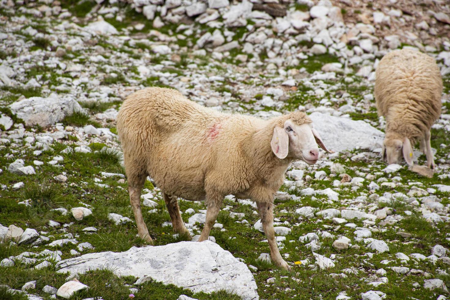 ovejas en los dolomitas foto