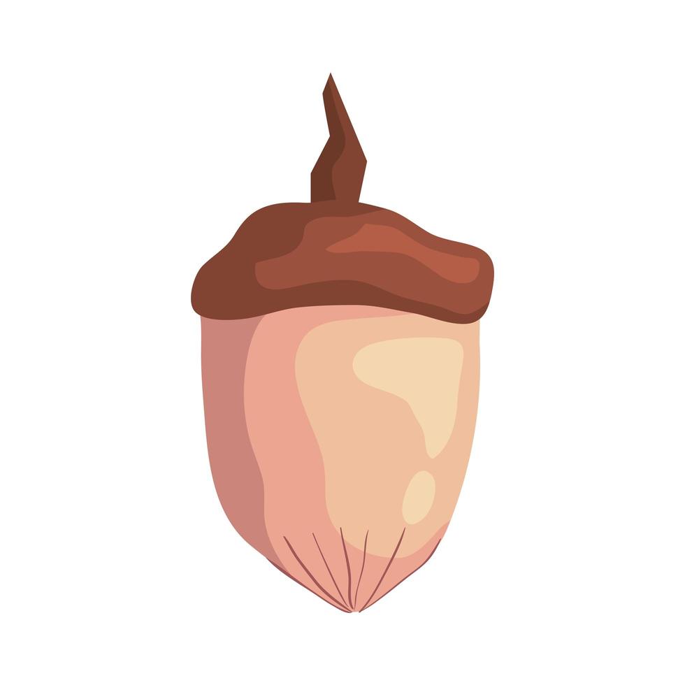 nut dry fruit isolated icon vector