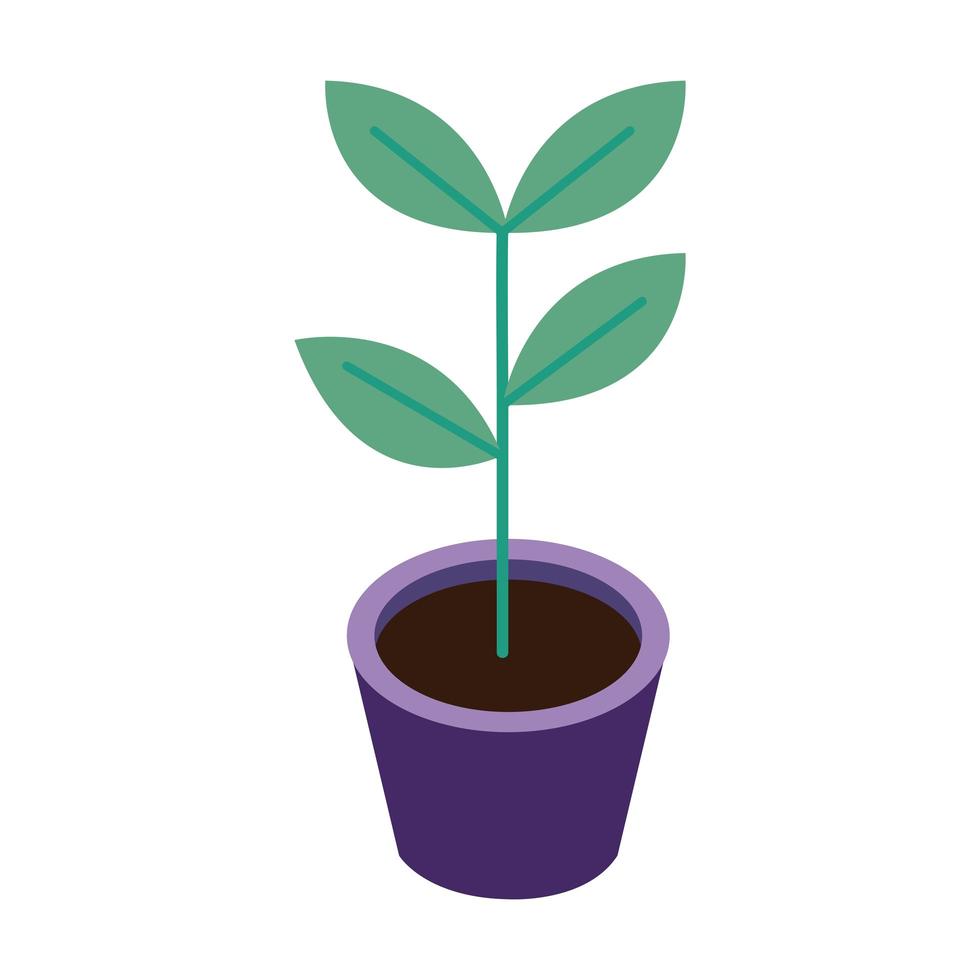 houseplant in ceramic pot isometric icon vector