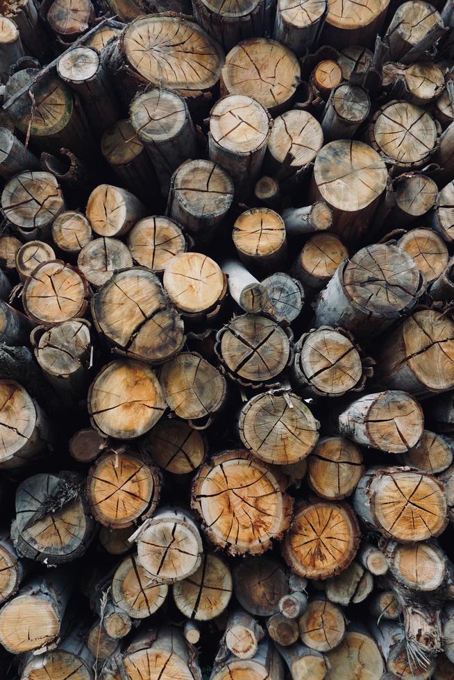 cut tree trunks in the forest photo