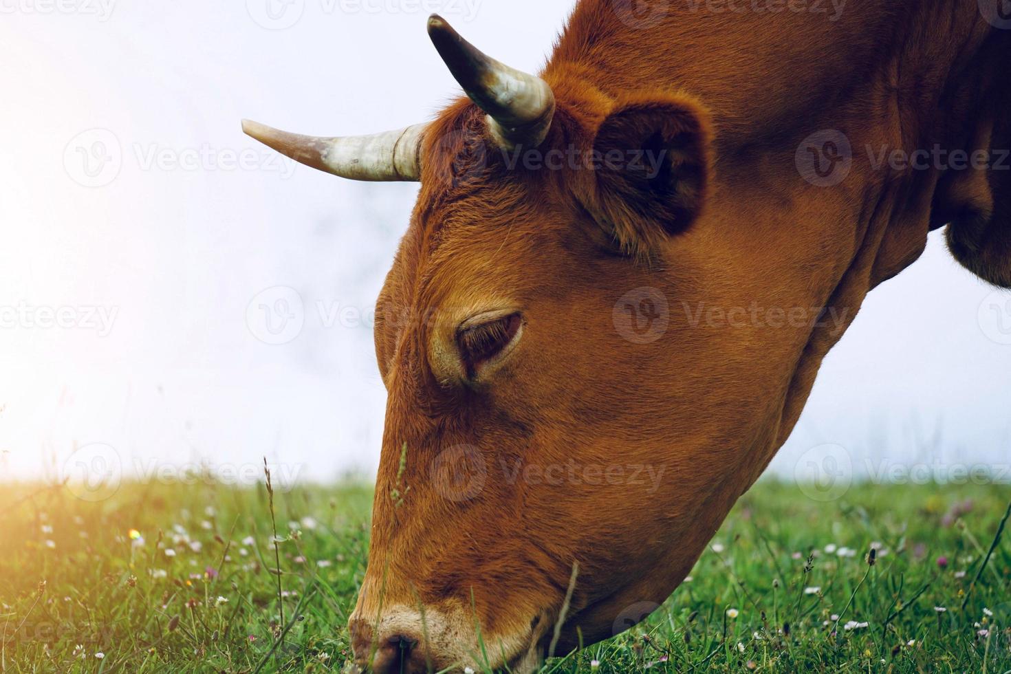 retrato de vaca marrón en el prado foto