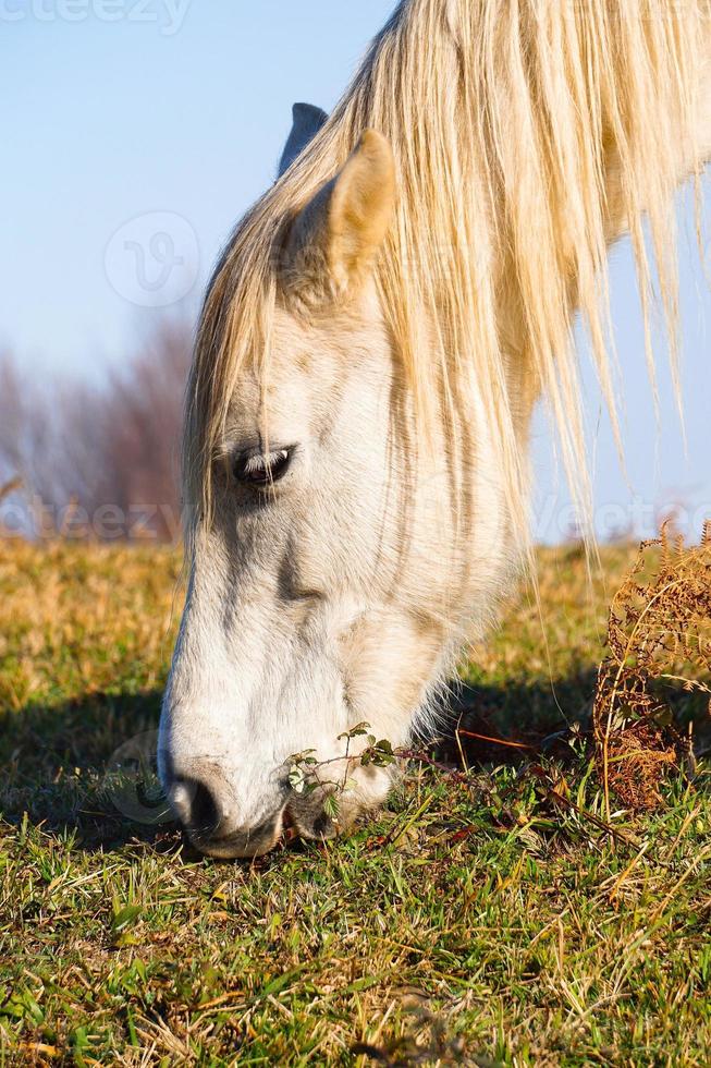 hermoso retrato de caballo blanco foto