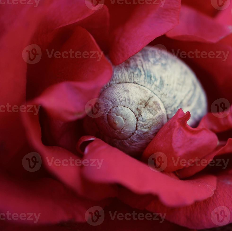 pequeño caracol blanco en la naturaleza foto