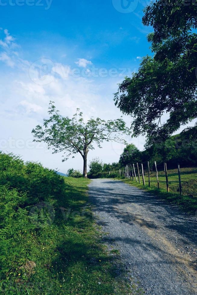 road with green trees in the mountain in Bilbao spain photo