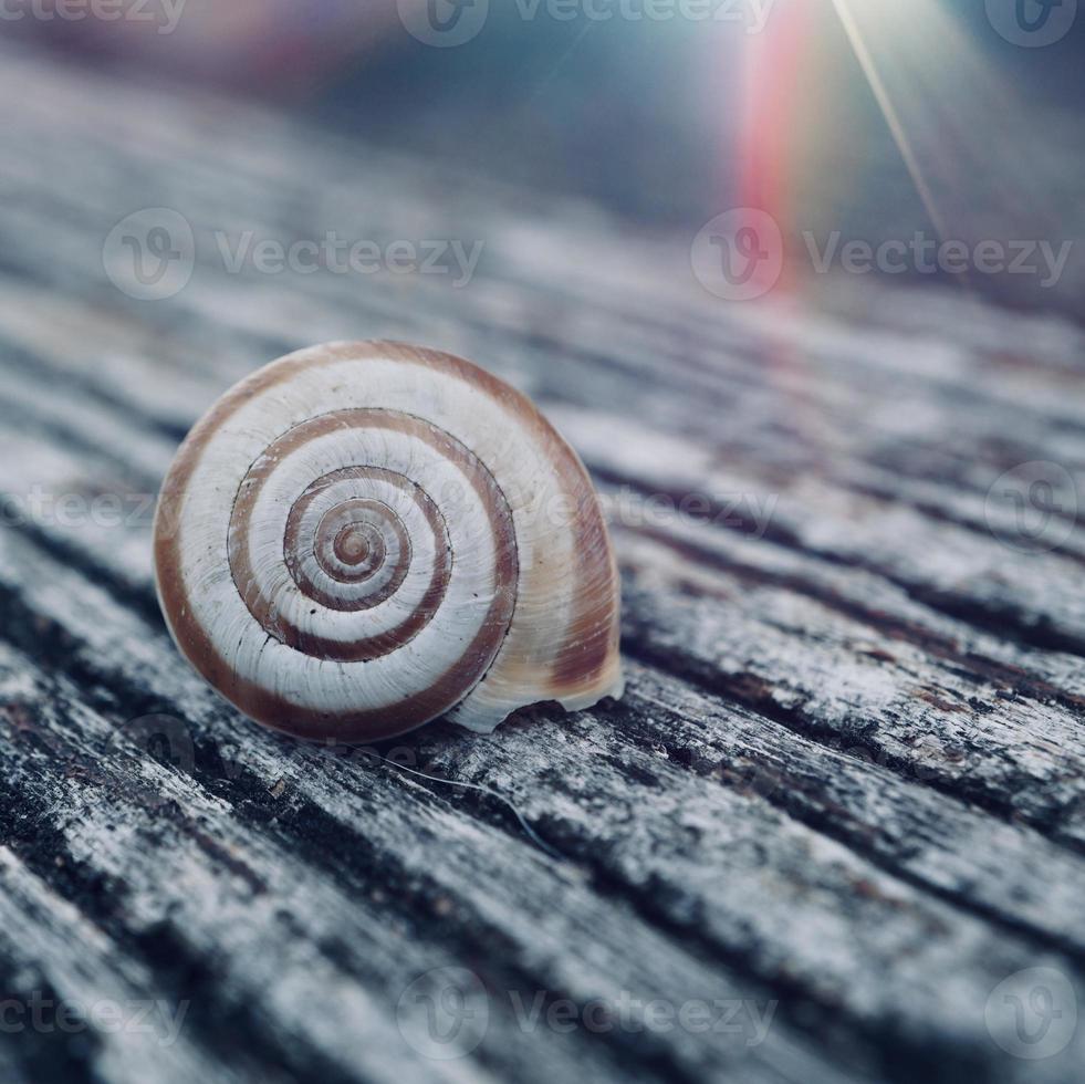 pequeño caracol blanco en la naturaleza foto