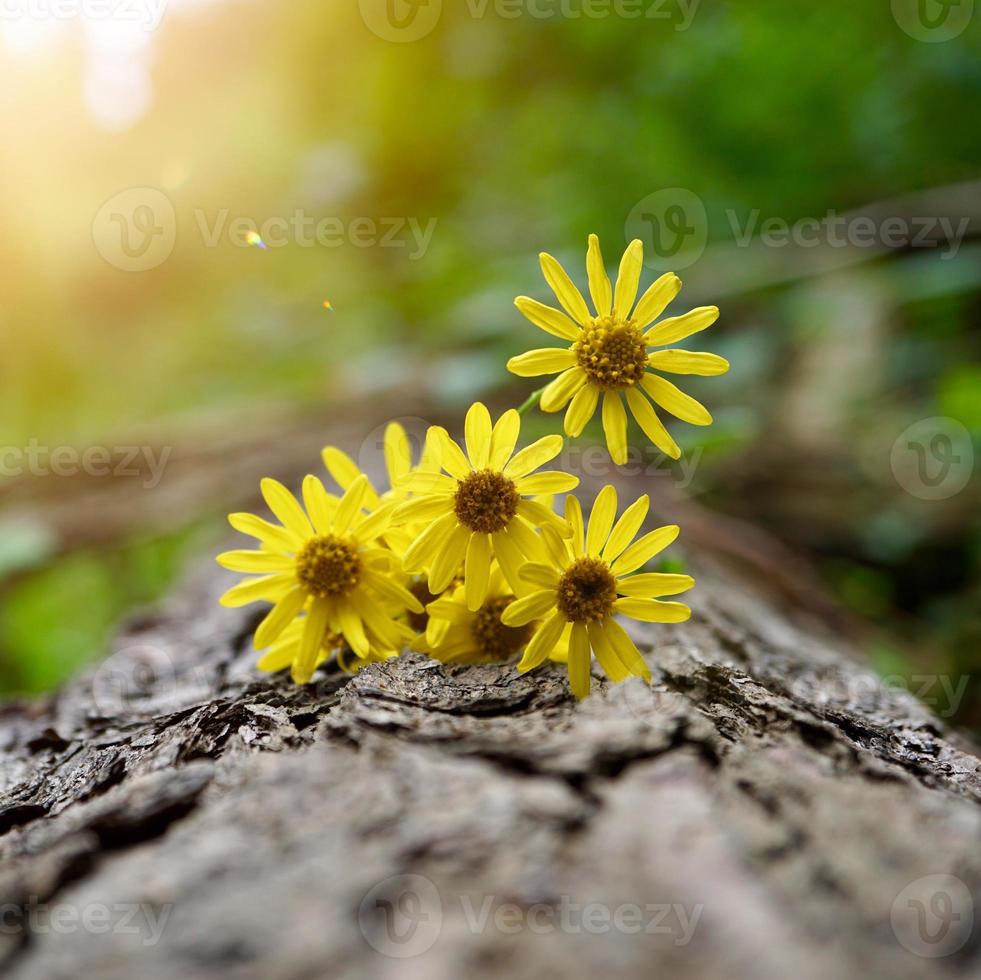 hermosa flor amarilla en la temporada de primavera foto