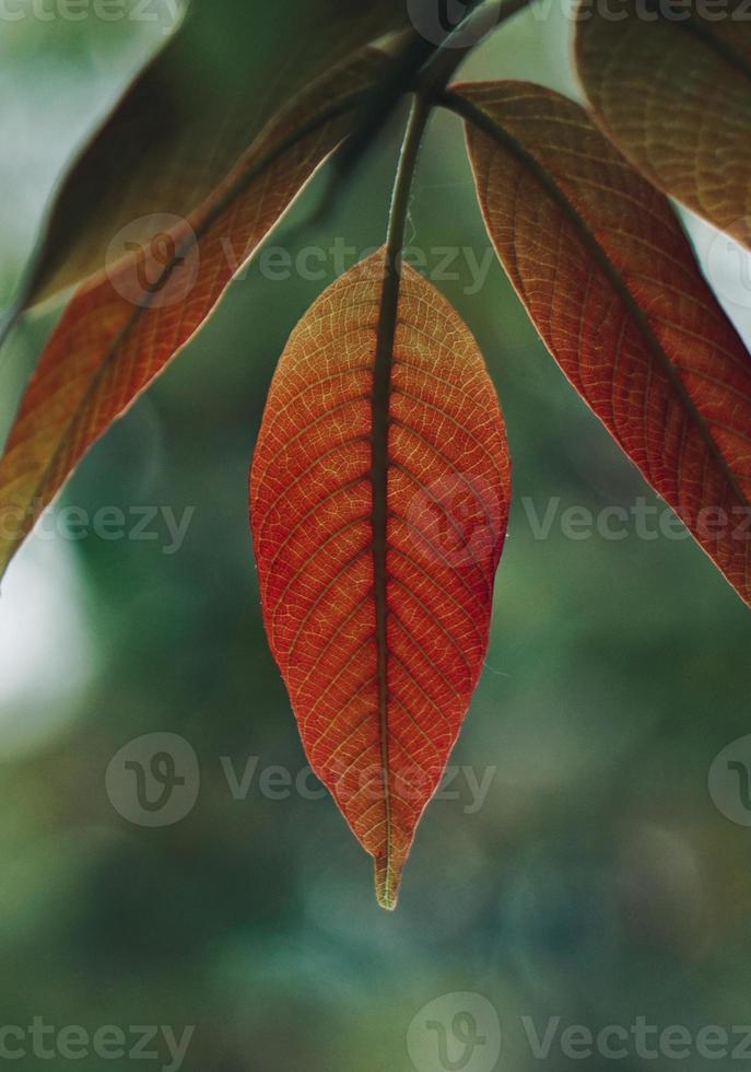 green and red tree leaves in springtime photo