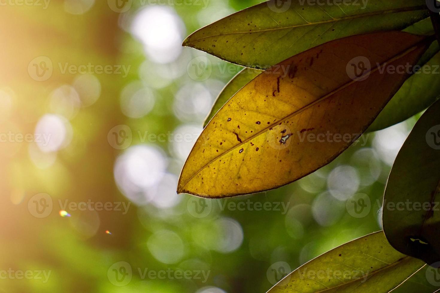 green tree leaves in springtime photo