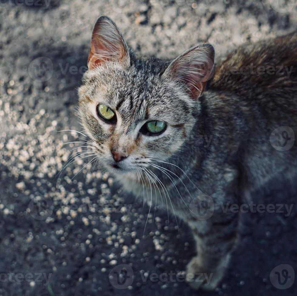 hermoso retrato de gato callejero gris foto