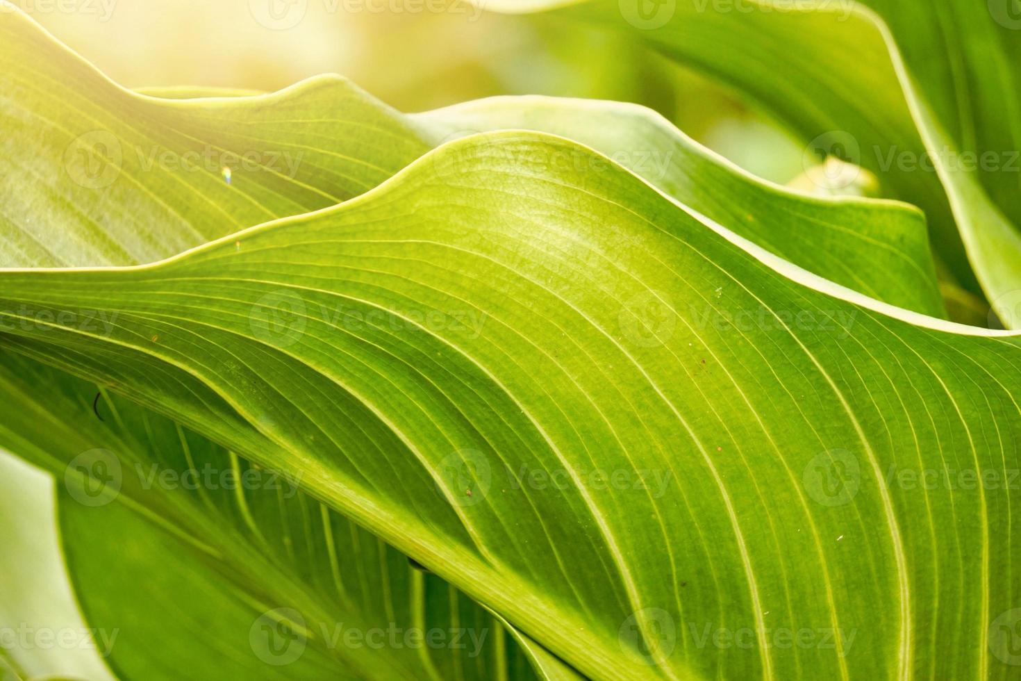 green plant leaves in springtime photo